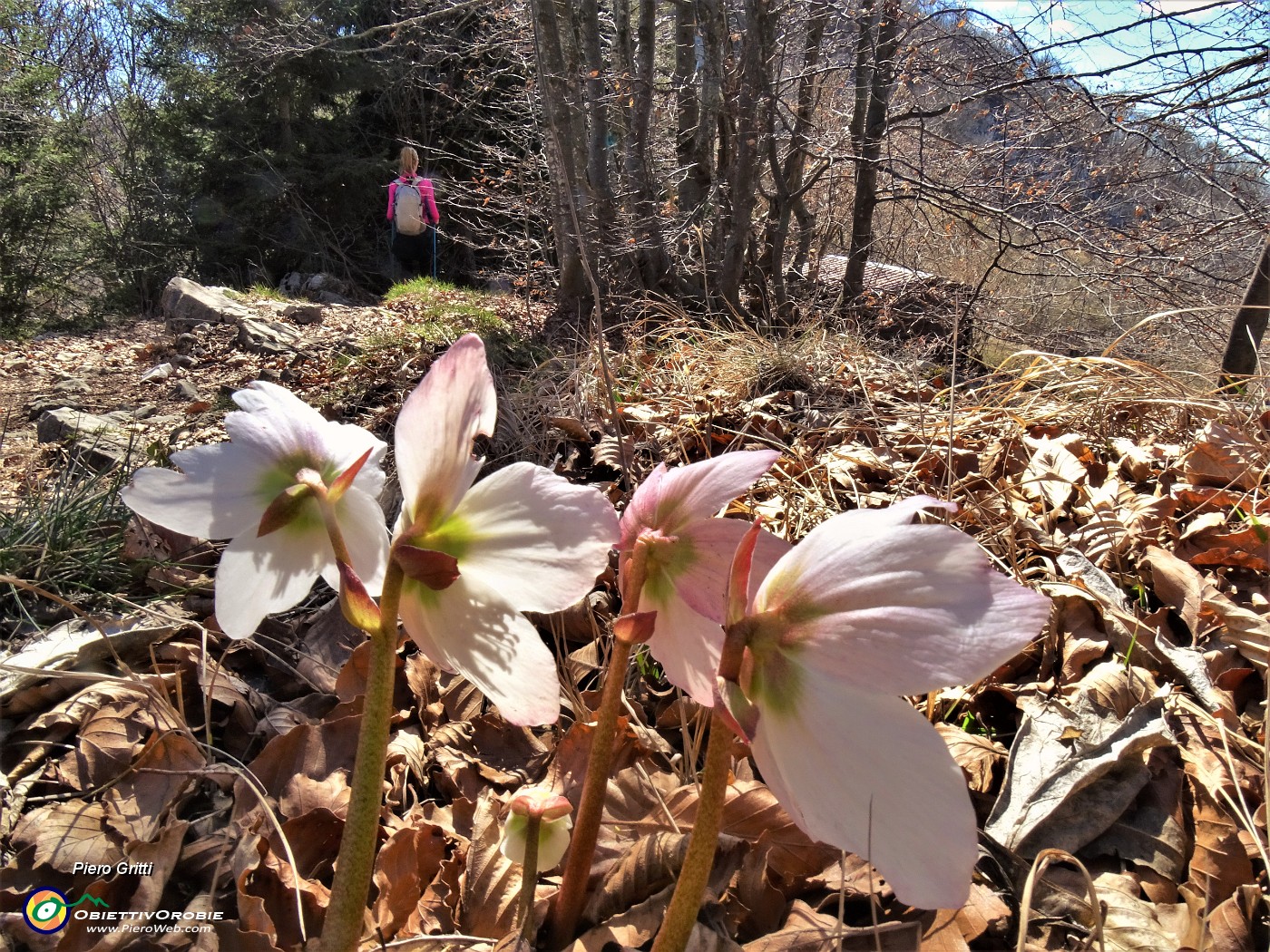 63 Helleborus niger (Ellebori) anche sui sentieri per il Monte Tesoro .JPG